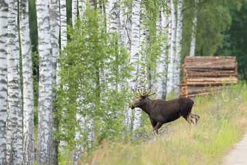 Mammal - bull moose (Alces)