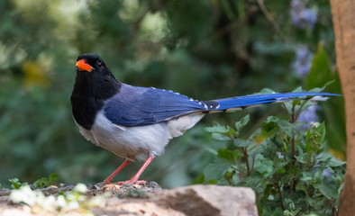 Red billed Blue magpie bird in Sattal