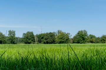 Fototapeta premium Saftige Wiese im Naturschutzgebiet
