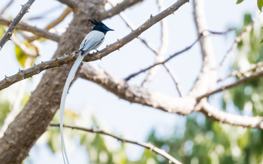 Asian Paradise Flycatcher on the three