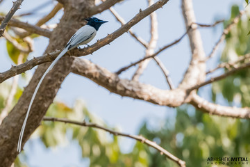Asian Paradise Flycatcher on the three