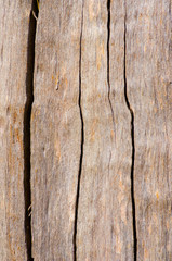 Australian tree bark close up background