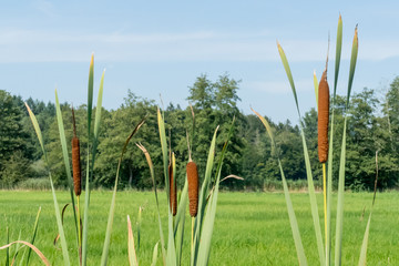 Schilf im Naturschutzgebiet