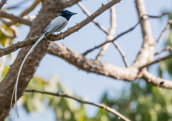 Asian Paradise Flycatcher on the three