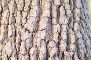Australian tree bark close up background