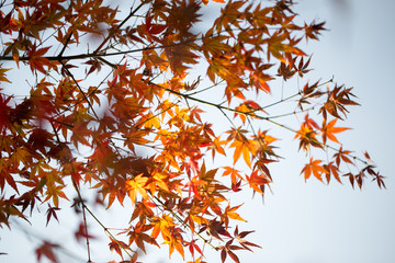 紅葉