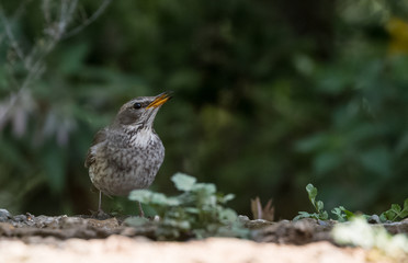 Tickells Thrush female bird portrait shoot at Sattal