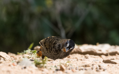 Rufous Chinned Laughing Thrush searching food in Sattal