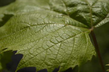 green leaf with drops of water