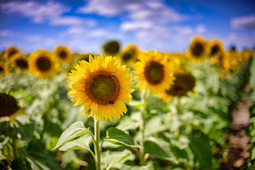Gorgeous natural Sunflower  landscape, blooming sunflowers agricultural field, cloudy blue sky