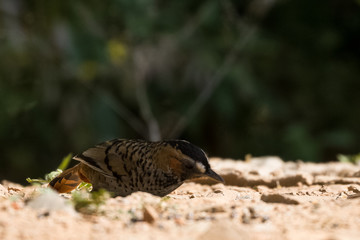 Rufous Chinned Laughing Thrush searching food in Sattal