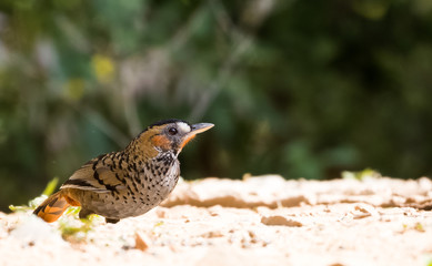 Rufous Chinned Laughing Thrush searching food in Sattal