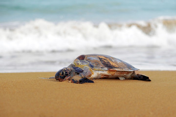 dead sea turlte washed ashore