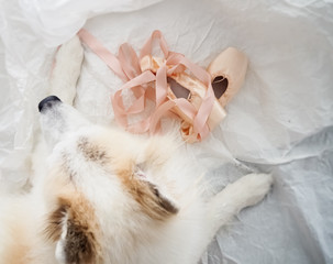 The pink satin ballet shoes put beside blurred dog,on grunge surface background,blurry light around