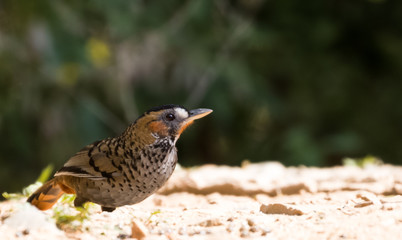 Rufous Chinned Laughing Thrush searching food in Sattal