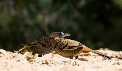 Rufous Chinned Laughing Thrush searching food in Sattal