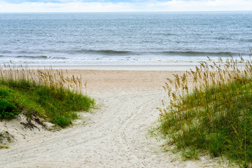 Fototapeta na wymiar Beach and Sea Grass in Florida
