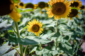Gorgeous natural Sunflower  landscape, blooming sunflowers agricultural field, cloudy blue sky