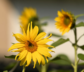 Obraz premium Sonnenblumen und Bienen