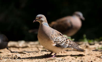 Turtle dove in Sattal