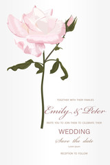 Wedding invitation with Rose flower, watercolor, isolated on white.  Vector Watercolour.