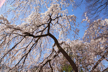 京都御苑近衛邸跡の糸桜