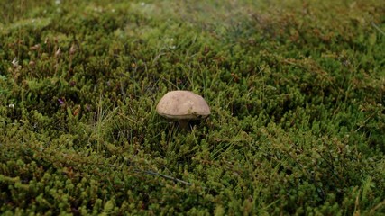 Gardener or traveller picks up wild mushrooms