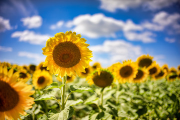 Obraz premium Gorgeous natural Sunflower landscape, blooming sunflowers agricultural field, cloudy blue sky