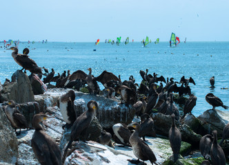 A flock of gannets on the sea beach with a lot of  surf boards on the background