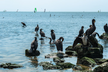 A flock of gannets on the sea beach with a lot of  surf boards on the background