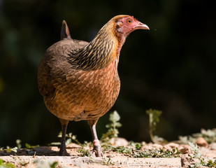 Jungle Fowl Female ortrait shoot with green background in the jungles of Sattal while searching for food