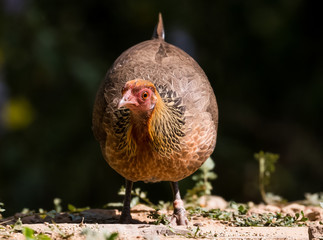 Jungle Fowl Female ortrait shoot with green background in the jungles of Sattal while searching for food