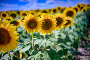 Fototapeta premium Gorgeous natural Sunflower landscape, blooming sunflowers agricultural field, cloudy blue sky