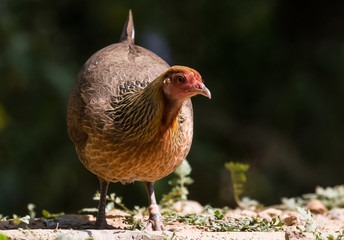 Jungle Fowl Female ortrait shoot with green background in the jungles of Sattal while searching for food