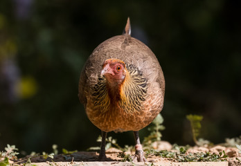 Jungle Fowl Female ortrait shoot with green background in the jungles of Sattal while searching for food