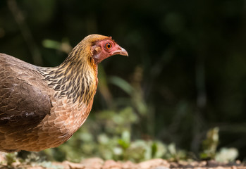 Jungle Fowl Female ortrait shoot with green background in the jungles of Sattal while searching for food