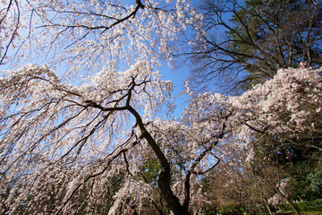京都御苑近衛邸跡の糸桜