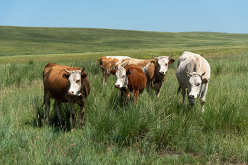 Naklejka na ściany i meble Cows in the field, summer landscape