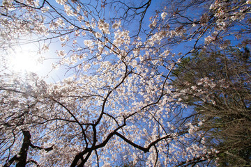 京都御苑近衛邸跡の糸桜