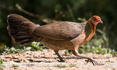 Jungle Fowl Female ortrait shoot with green background in the jungles of Sattal while searching for food