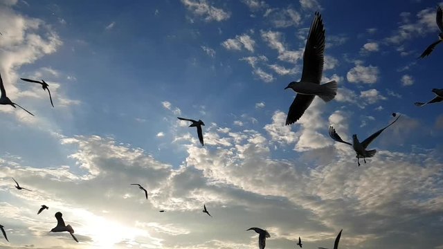 Seagulls flying and feeding on blue sky at sunset. Slow motion. 