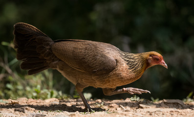 Jungle Fowl Female ortrait shoot with green background in the jungles of Sattal while searching for food