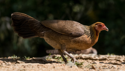 Jungle Fowl Female ortrait shoot with green background in the jungles of Sattal while searching for food