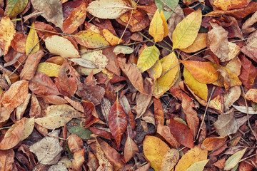 Dry autumn fallen leaves on the ground. Seasonal background and texture. View from above, flat lay, copy space