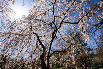 京都御苑近衛邸跡の糸桜