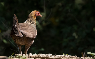 Jungle Fowl Female ortrait shoot with green background in the jungles of Sattal while searching for food