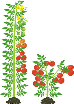 Determinate and indeterminate tomato plants with green leaf and red tomatoes isolated on white background