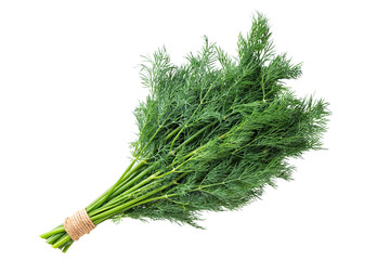 bunch of fresh dill isolated on white background