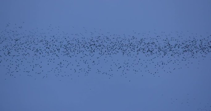 Starling murmuration flying over fields nature