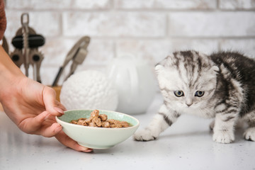 Young woman feeding cute little kitten in kitchen